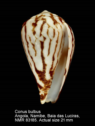 Conus bulbus (2).jpg - Conus bulbus Reeve,1843